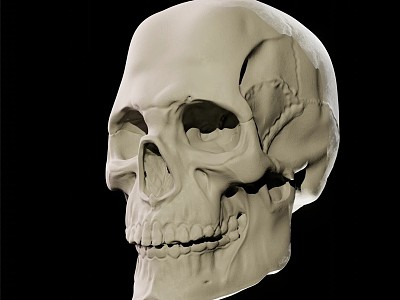 Skull 3d model