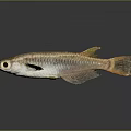 Shiny Golden Striped Fish With Orange Tail Large Eyes And Reflection On Gray Background