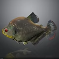 Vibrant Spotted Tropical Fish with Red Eyes Shiny Scales and Colorful Fins on Gray Background