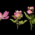 Vibrant Pink Flower Plant Featuring Green Leaves and Yellow Stamens Against Black Background