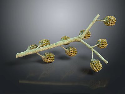 Detailed Natural Tree Branch With Multiple Brown Cones On Dark Background 3d model