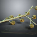 Detailed Natural Tree Branch With Multiple Brown Cones On Dark Background