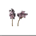 Two Beautiful Flowering Trees with Lush Pink Blossoms and Brown Trunks