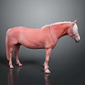 Light Pink Horse Standing Against Dark Background With Reflective Surface And Bridle