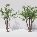 Modern Tree Hackberry Arbor Plant 3d model