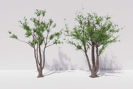 Modern Tree Hackberry Arbor Plant 3d model