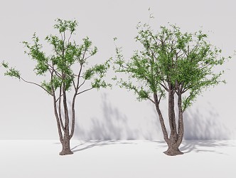 Modern Tree Hackberry Arbor Plant 3d model