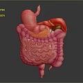 Abdominal Organs 3D Anatomical Model Showing Stomach Liver And Intestines Structure
