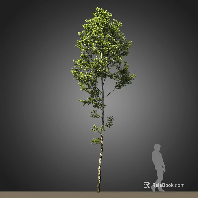 Tall Arbor Tree With Green Leaves Slender Trunk And Human Silhouette For Scale 3d model 