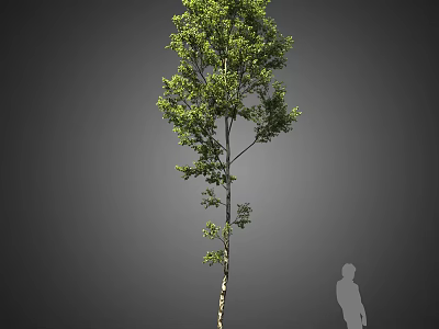 Tall Arbor Tree With Green Leaves Slender Trunk And Human Silhouette For Scale 3d model