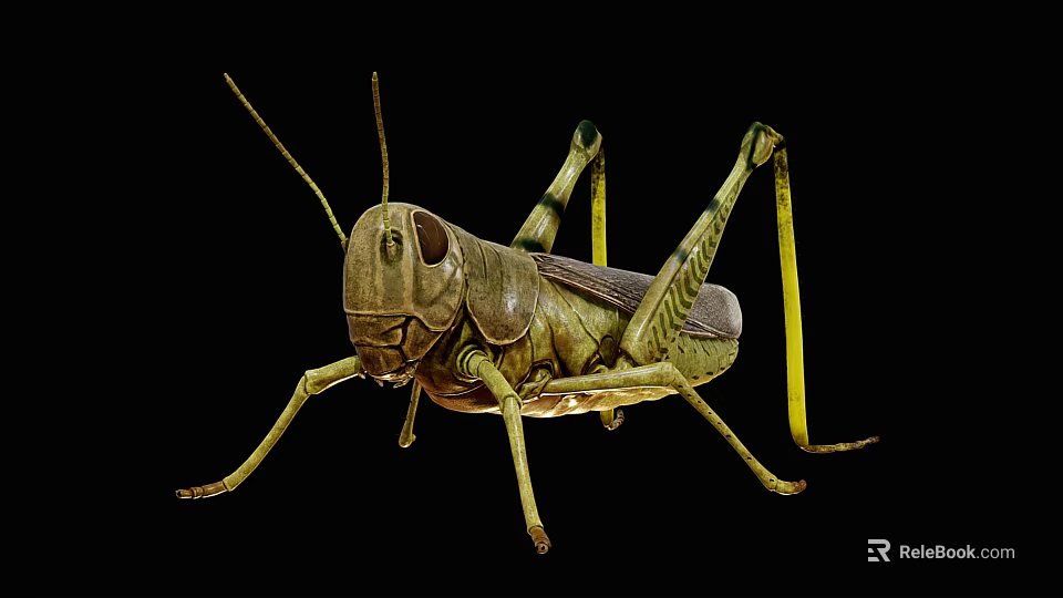 Detailed Green Grasshopper With Long Legs And Antennae On Black Background 3d model 
