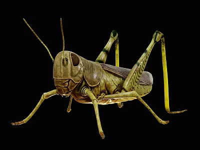 Detailed Green Grasshopper With Long Legs And Antennae On Black Background 3d model