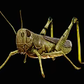 Detailed Green Grasshopper With Long Legs And Antennae On Black Background