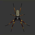 Unique Spider With White Body Skull Pattern And Red Yellow Striped Legs On Black Background