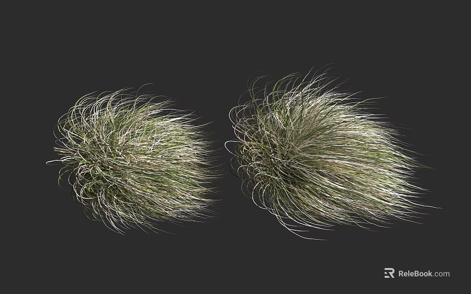 Fluffy Ornamental Grass with Green and White Foliage on Black Background 3d model 