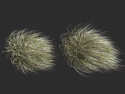 Fluffy Ornamental Grass with Green and White Foliage on Black Background 3d model
