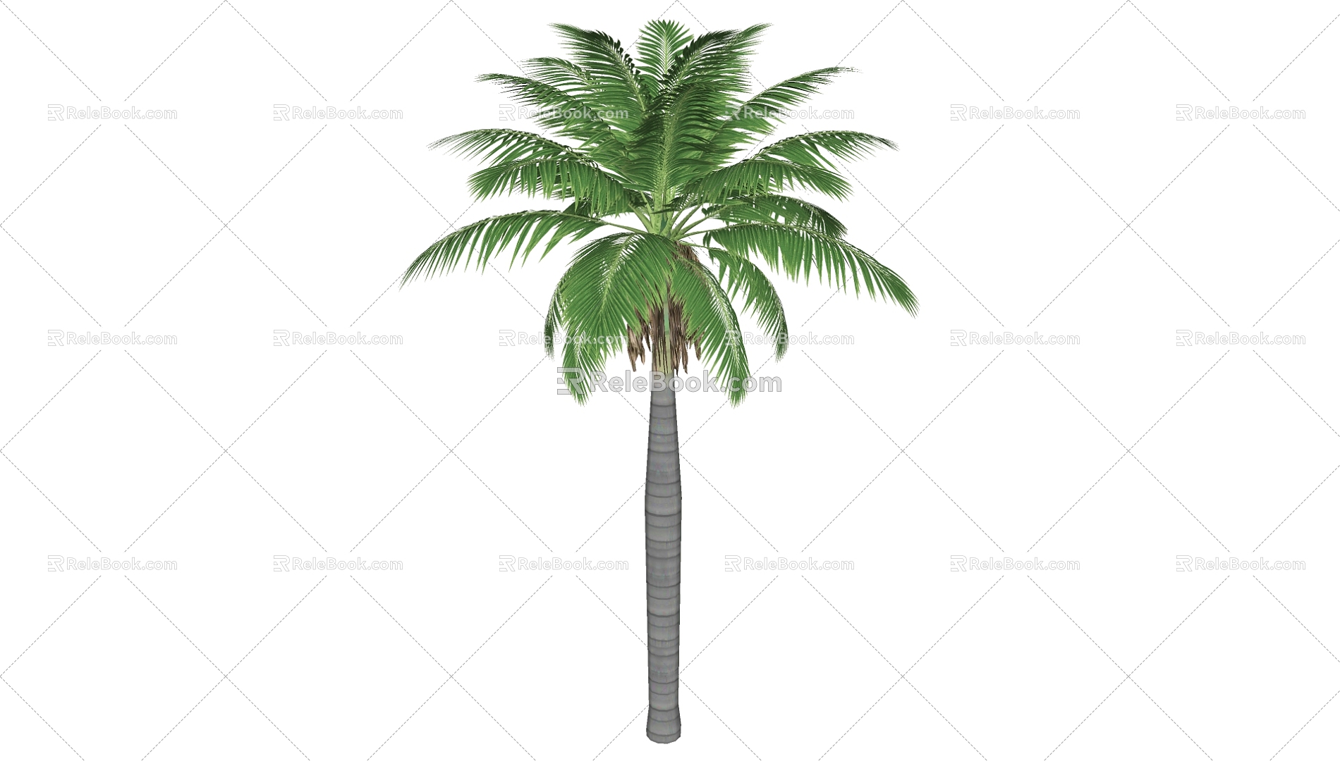 Coconut Tree 3d model