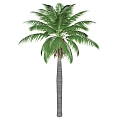 Coconut Tree 3d model