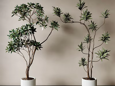 Lush Green Bonsai Potted Plants With Slender Branches In White Ceramic Pots 3d model
