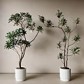 Lush Green Bonsai Potted Plants With Slender Branches In White Ceramic Pots