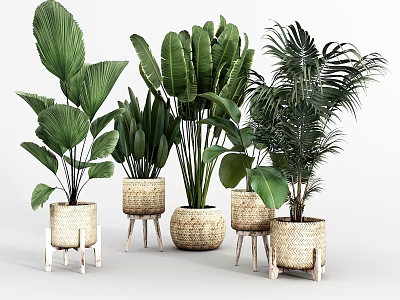 Various Indoor Potted Plants with Woven Planters and Wooden Stands for Decoration 3d model