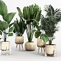 Various Indoor Potted Plants with Woven Planters and Wooden Stands for Decoration