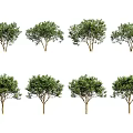 Arbor Trees Featuring Lush Green Foliage Arranged In Multiple Rows With Brown Trunks 3d model