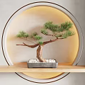 Pine Bonsai Plant on Wooden Shelf with Gray Pot White Pebbles and Circular Backlight
