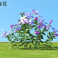 Vibrant Periwinkle Flowers Purple Pink Blooms Green Stems Leaves Growing On Green Grass Blue Sky
