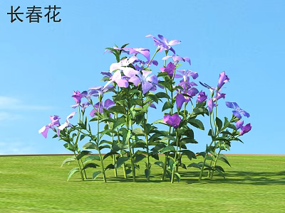 Vibrant Periwinkle Flowers Purple Pink Blooms Green Stems Leaves Growing On Green Grass Blue Sky 3d model