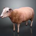 Realistic Brown Sheep Standing On Gray Background With Detailed Wool Texture 3d model