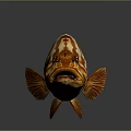 Grouper Fish with Orange and White Stripes on Dark Background with Reflective Surface 3d model