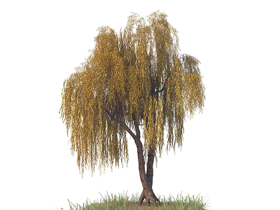 Beautiful Willow Tree with Drooping Yellow Leaves and Brown Trunk Standing on Green Grass 3d model