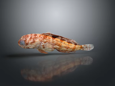 Spotted Reddish Brown And Orange Aquatic Fish With Unique Fins And Reflection On Dark Background 3d model