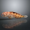 Spotted Reddish Brown And Orange Aquatic Fish With Unique Fins And Reflection On Dark Background