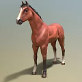 Brown Horse With Black Mane Tail And White Hooves Standing On Green Background