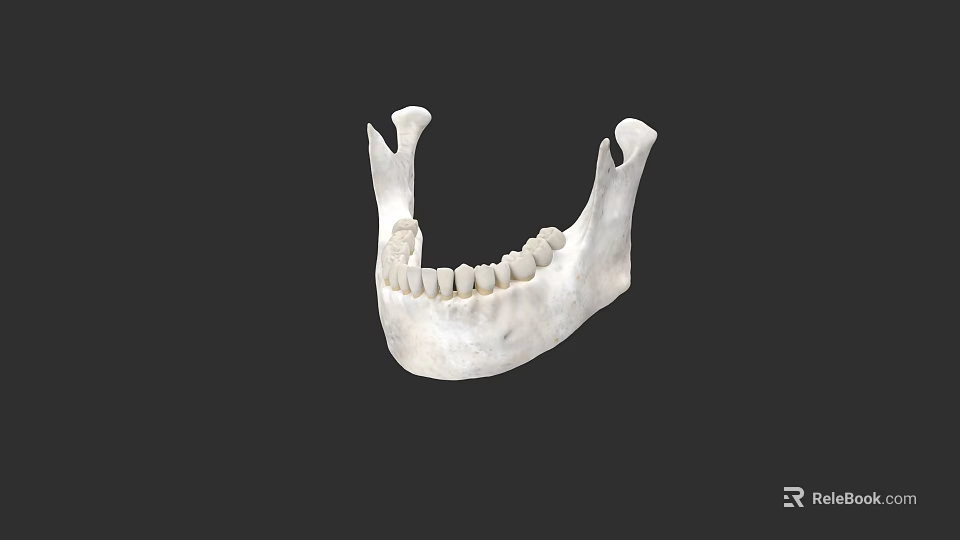 Human Mandible Anatomical Structure With Detailed Teeth And Bone Features 3d model
