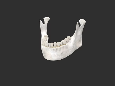 Human Mandible Anatomical Structure With Detailed Teeth And Bone Features 3d model