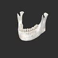 Human Mandible Anatomical Structure With Detailed Teeth And Bone Features 3d model