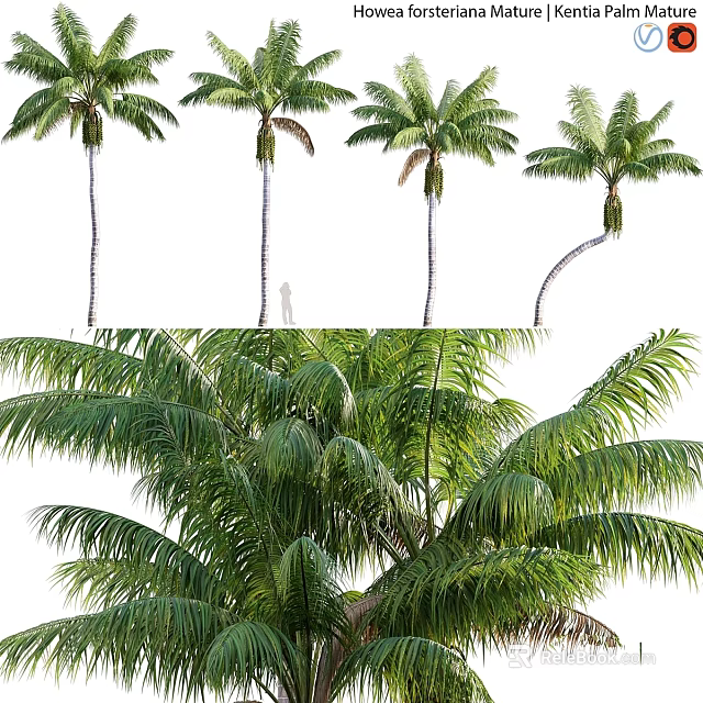 Garden Decor Featuring Different Postures Palm Trees With Lush Leaves And Trunks 3d model 