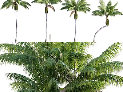 Garden Decor Featuring Different Postures Palm Trees With Lush Leaves And Trunks 3d model