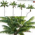 Garden Decor Featuring Different Postures Palm Trees With Lush Leaves And Trunks