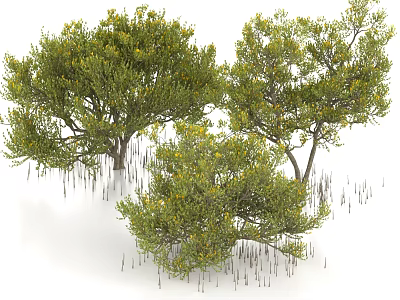 Mangrove Plants Arbor Swamp Trees Mangrove Trees Wetland Trees Wetland Plants 3d model