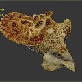 Vibrant Orange And White Mushroom With Detailed Texture And Unique Shape