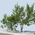 Decorative Hawthorn Trees With Lush Green Foliage And Red Fruits Along Roadside