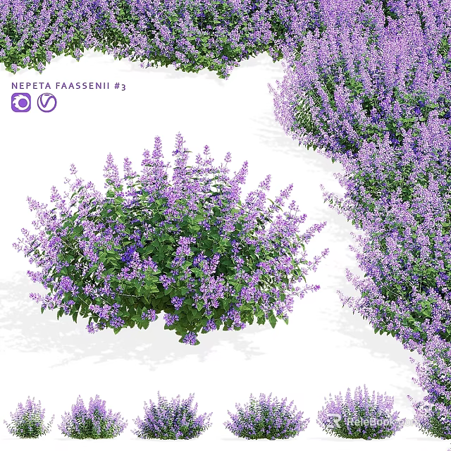 Vibrant Nepeta Faassenii Ey Purple Flowering Garden Accent With Lush Clusters 3d model 