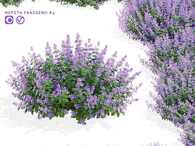 Vibrant Nepeta Faassenii Ey Purple Flowering Garden Accent With Lush Clusters 3d model