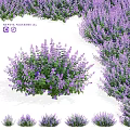 Vibrant Nepeta Faassenii Ey Purple Flowering Garden Accent With Lush Clusters