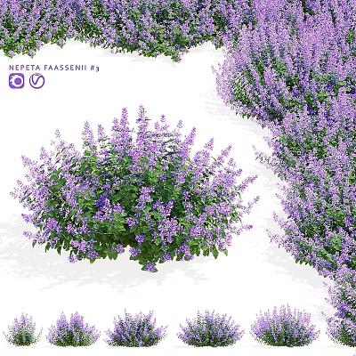 Vibrant Nepeta Faassenii Ey Purple Flowering Garden Accent With Lush Clusters 3d model