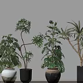 Indoor Potted Plants With Lush Green Leaves And Various Decorative Planters